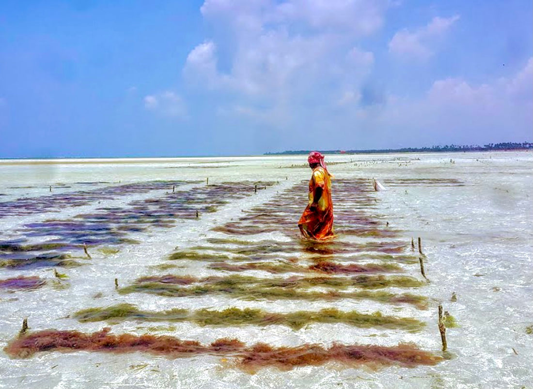 Seamoss Farming in Zanzibar